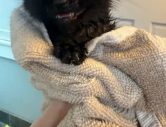 タオルにくるまる黒い子猫の写真