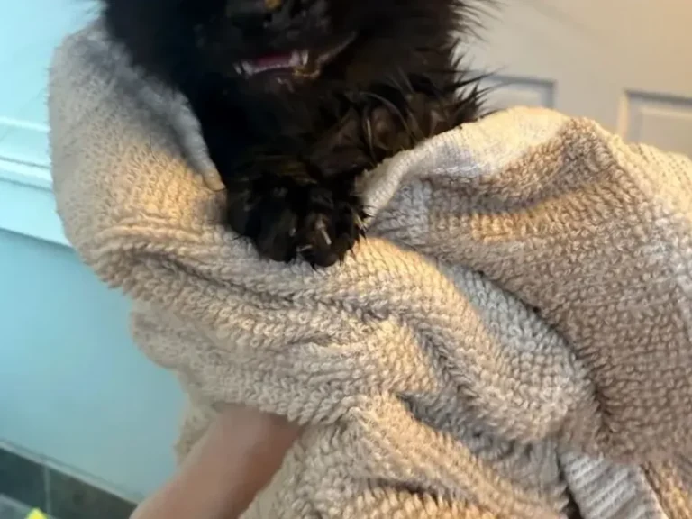 タオルにくるまる黒い子猫の写真