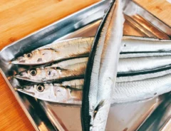 サンマの写真（撮影：キジカク）