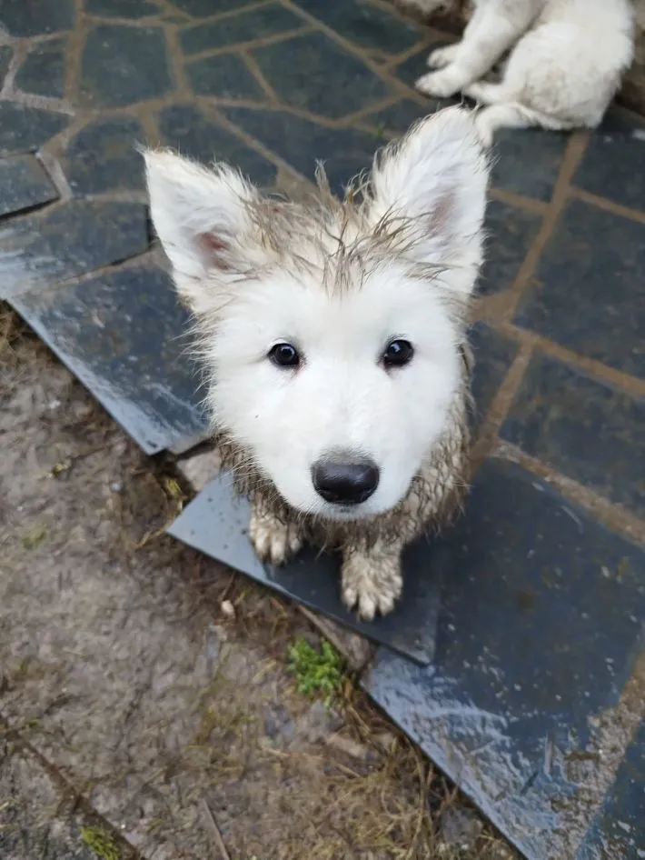 泥遊びをした子犬の写真