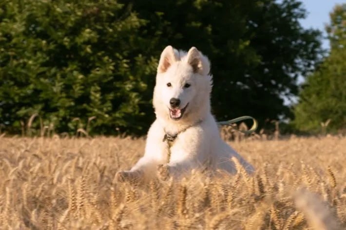 走っている白い犬の写真