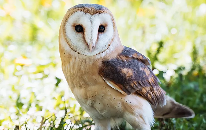 メンフクロウの写真