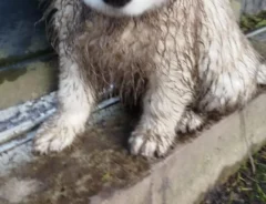 泥遊びをした子犬の写真