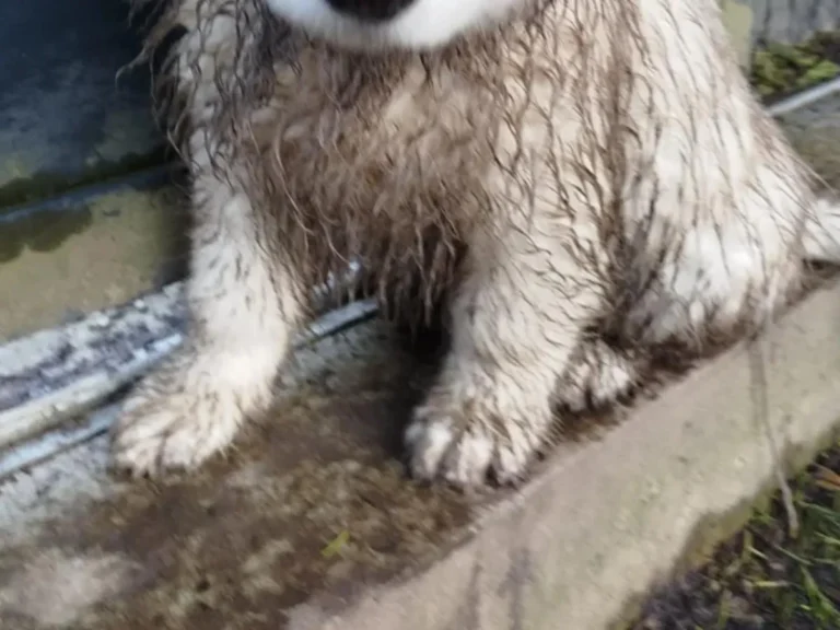 泥遊びをした子犬の写真