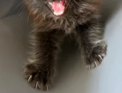 黒い子猫と犬の写真