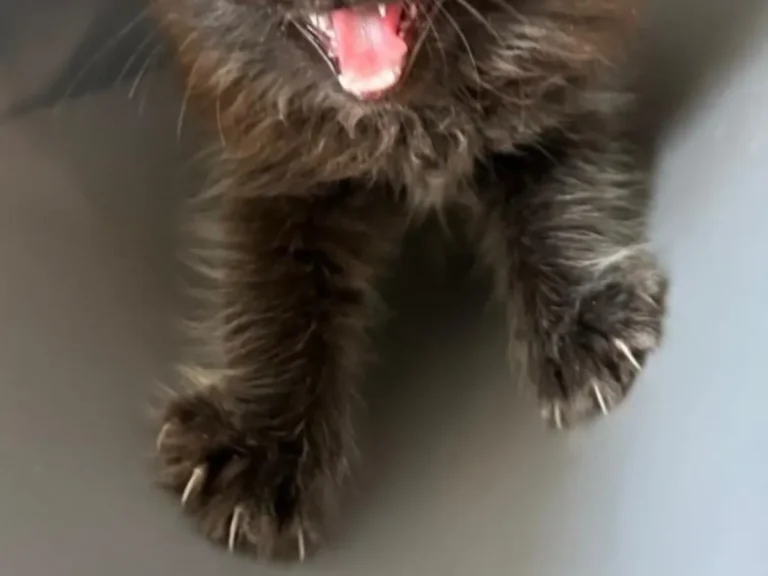 黒い子猫と犬の写真