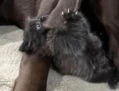 黒い子猫と犬の写真