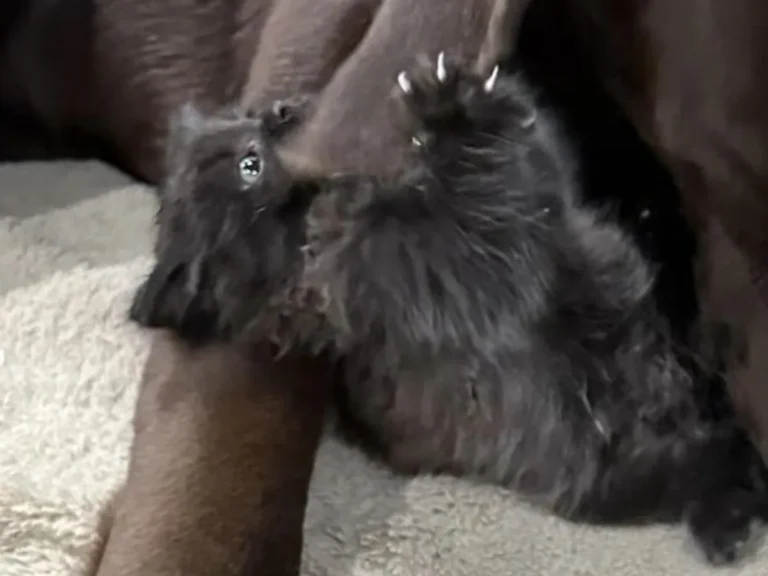 黒い子猫と犬の写真
