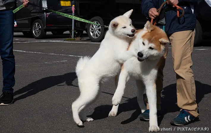 2匹の犬と飼い主の写真