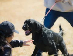 黒い犬と女性の写真