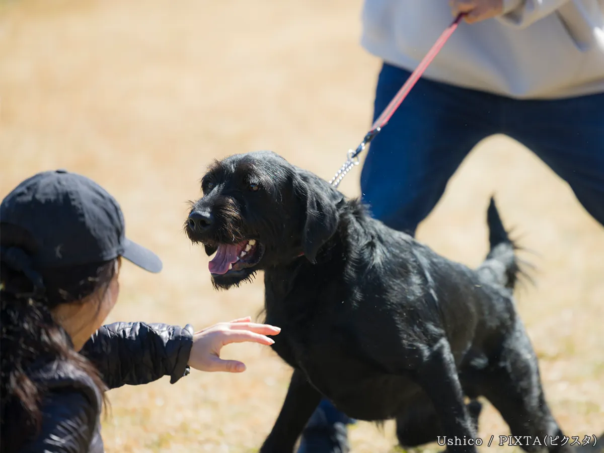 黒い犬と女性の写真