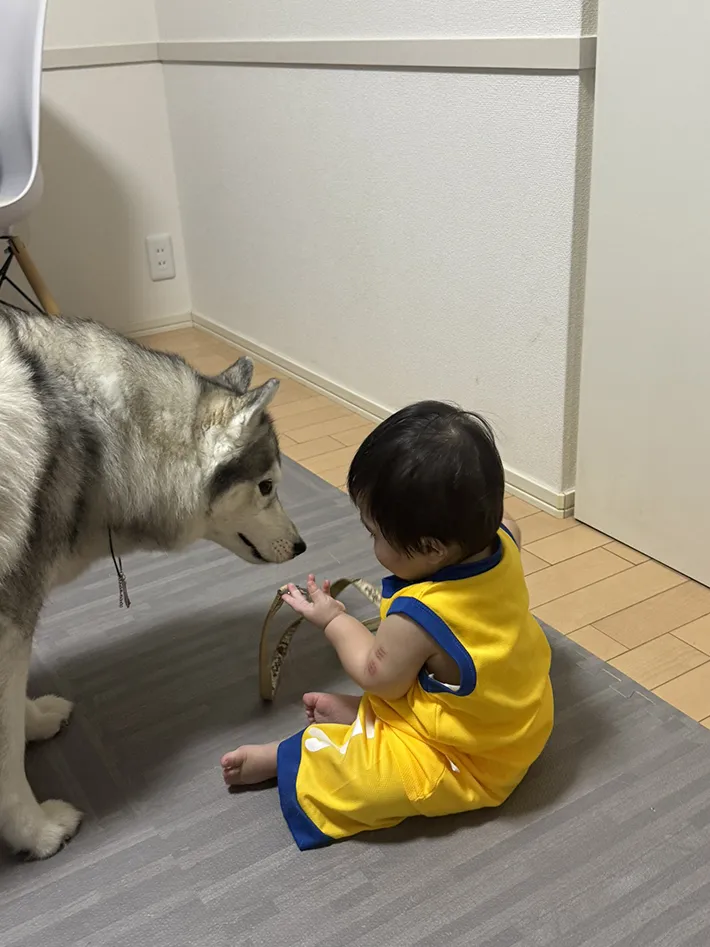 犬と子供の写真
