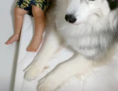 犬と子供の写真