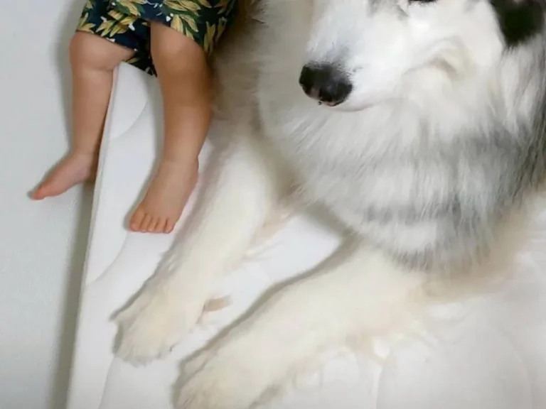 犬と子供の写真