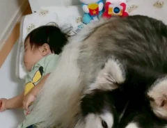 犬と子供の写真