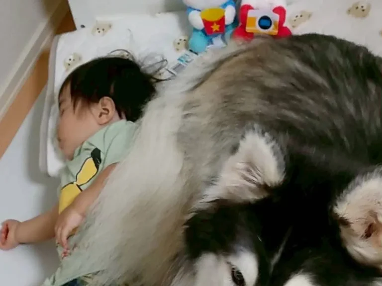 犬と子供の写真