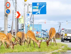 北海道の動物飛び出し注意看板のイメージ画像