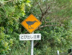 ヤンバルクイナの『動物注意標識』の写真