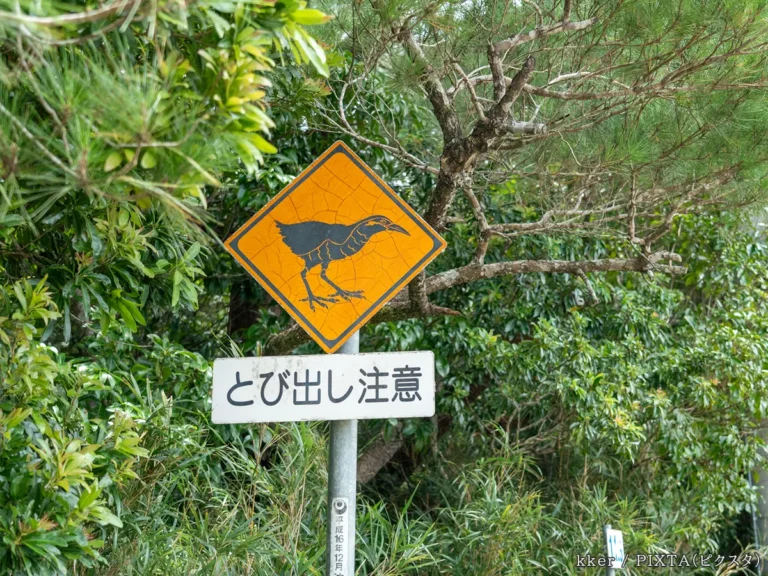 ヤンバルクイナの『動物注意標識』の写真