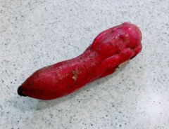 サツマイモ（撮影：grape編集部）