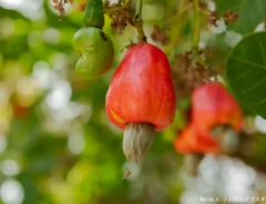 カシューナッツの写真