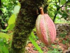 カカオの写真