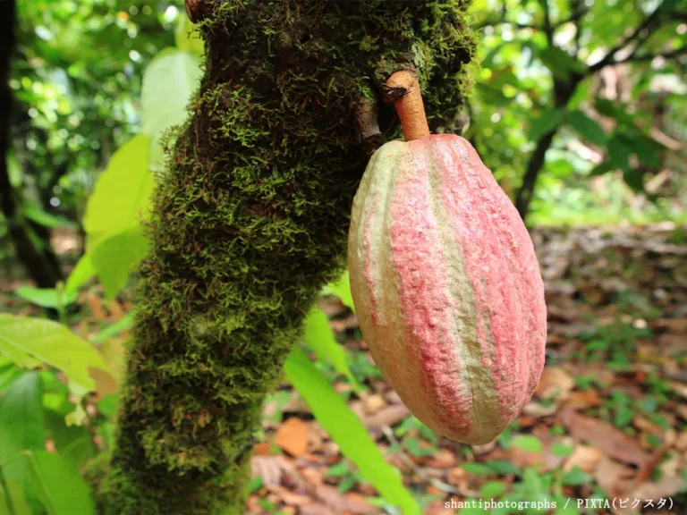 カカオの写真