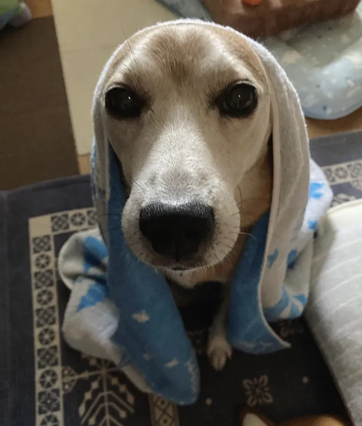 おでこがハートの形に見える雑種犬の写真