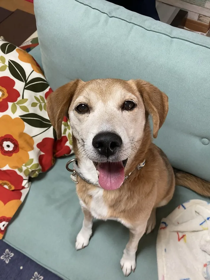 飼い主を見つめる雑種犬の写真