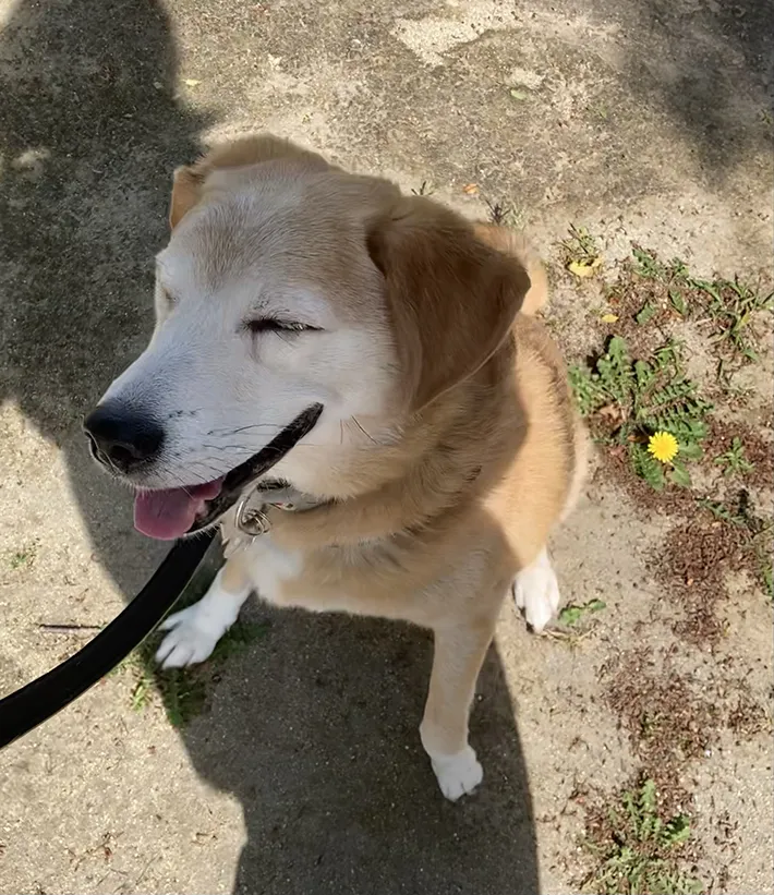 日光を浴びる雑種犬の写真