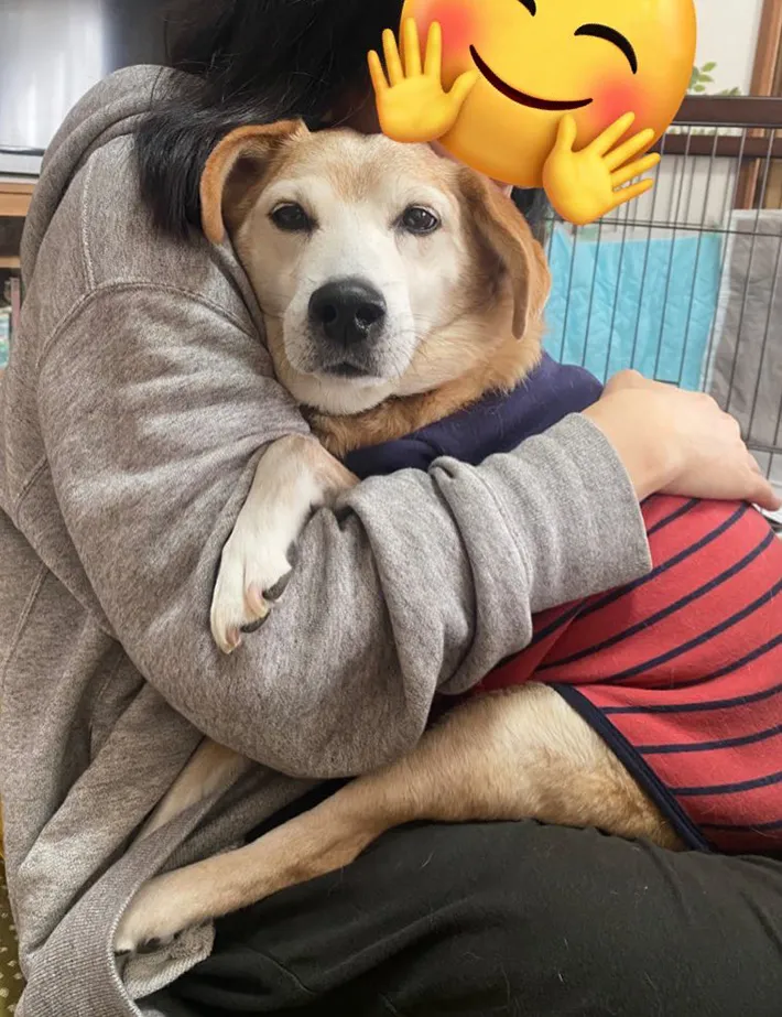 飼い主に抱きしめられる雑種犬の写真