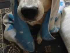 おでこがハートの形に見える雑種犬の写真