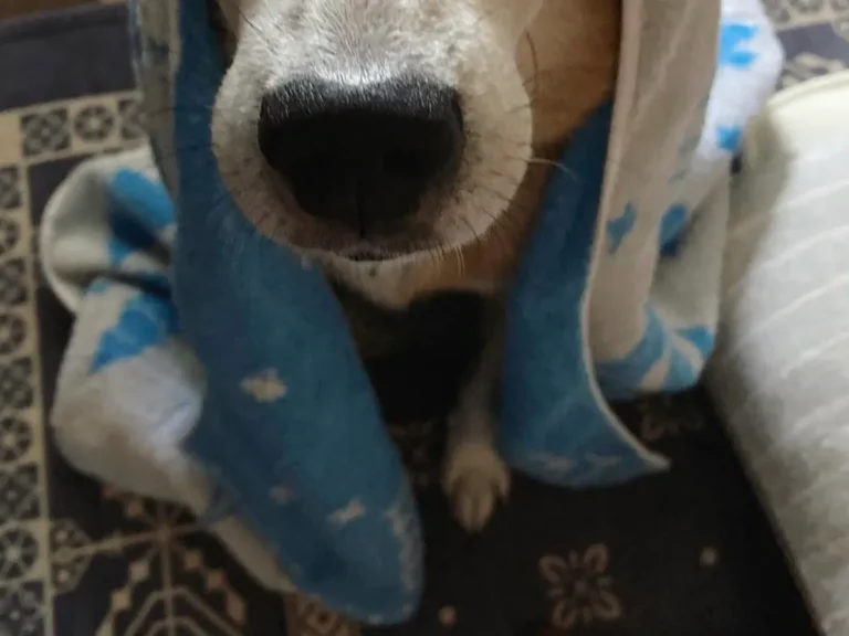 おでこがハートの形に見える雑種犬の写真