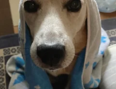 おでこがハートの形に見える雑種犬の写真