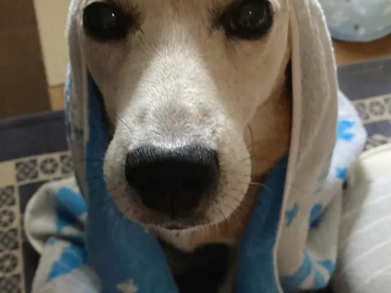 おでこがハートの形に見える雑種犬の写真