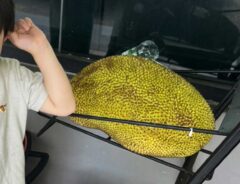 ジャックフルーツ（撮影：grape編集部）