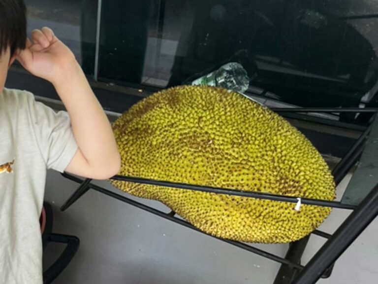 ジャックフルーツ（撮影：grape編集部）