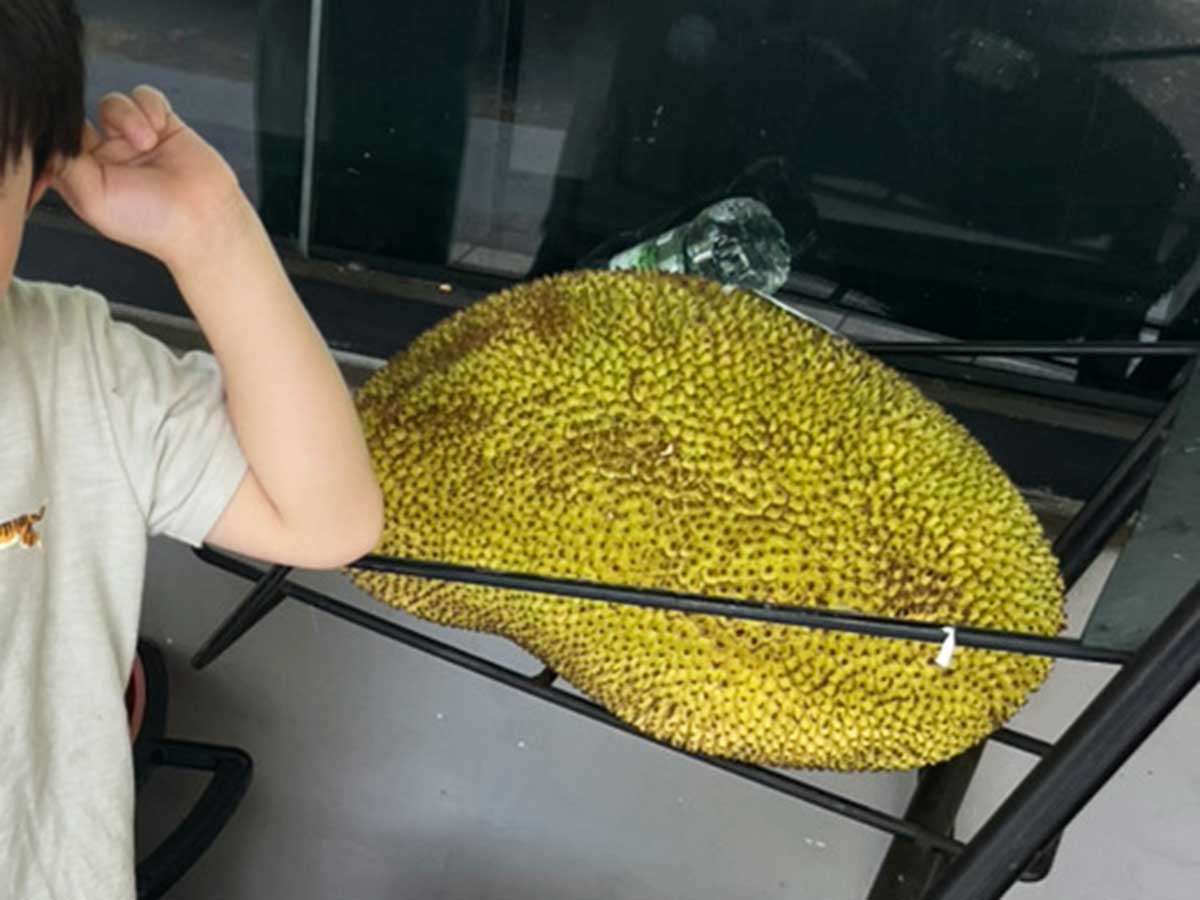 ジャックフルーツ（撮影：grape編集部）