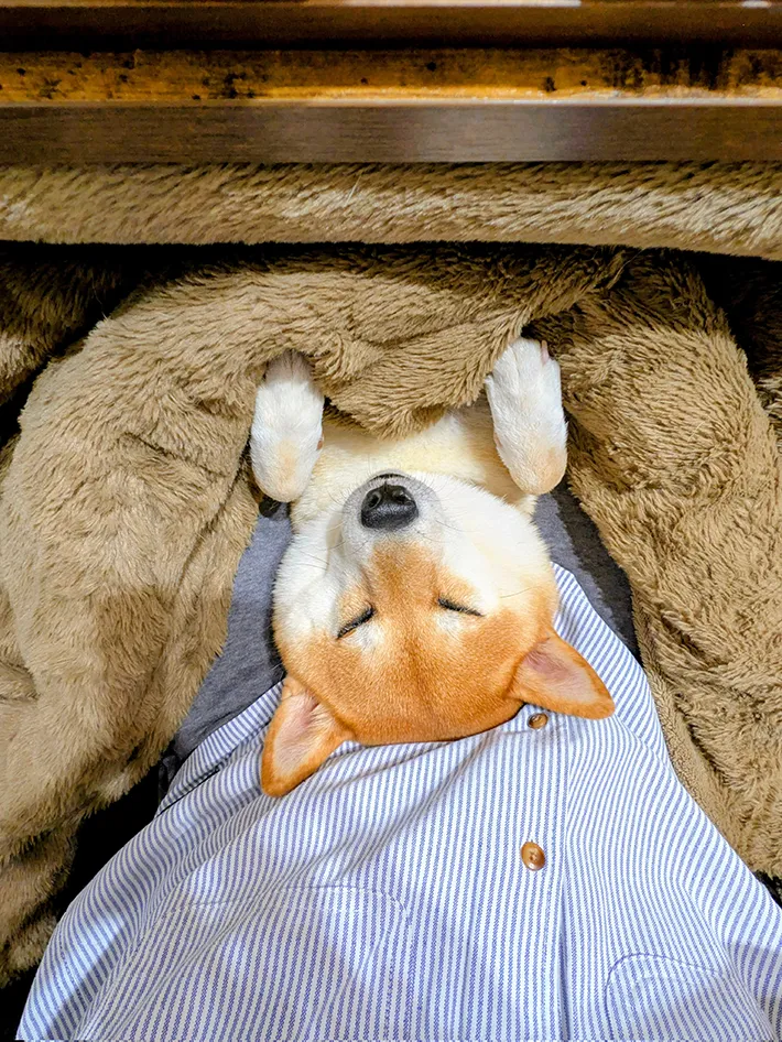 こたつに入る柴犬の写真