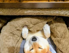 こたつに入る柴犬の写真
