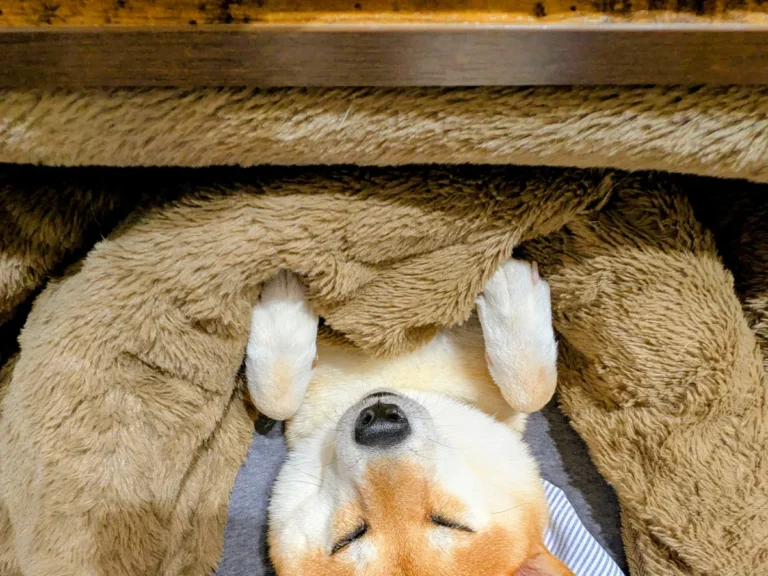 こたつに入る柴犬の写真