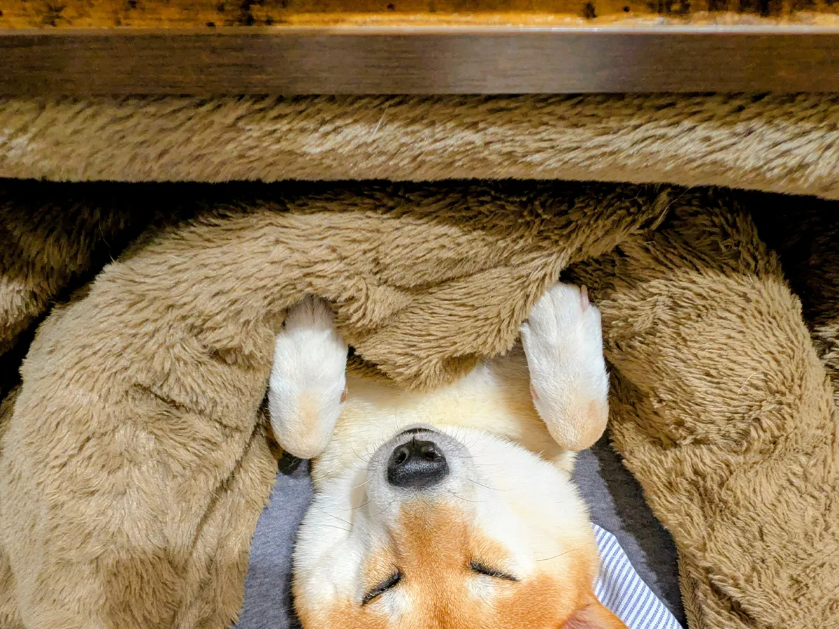こたつに入る柴犬の写真