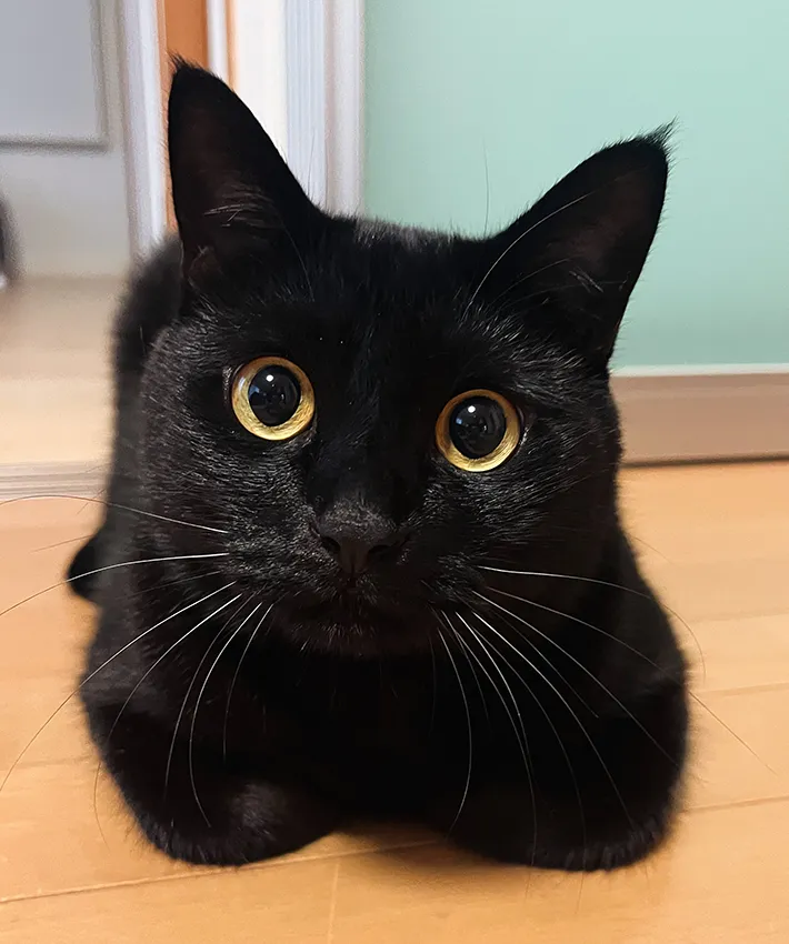 こちらを見つめる猫の写真