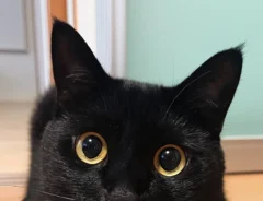 こちらを見つめる猫の写真