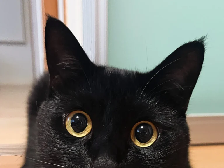 こちらを見つめる猫の写真