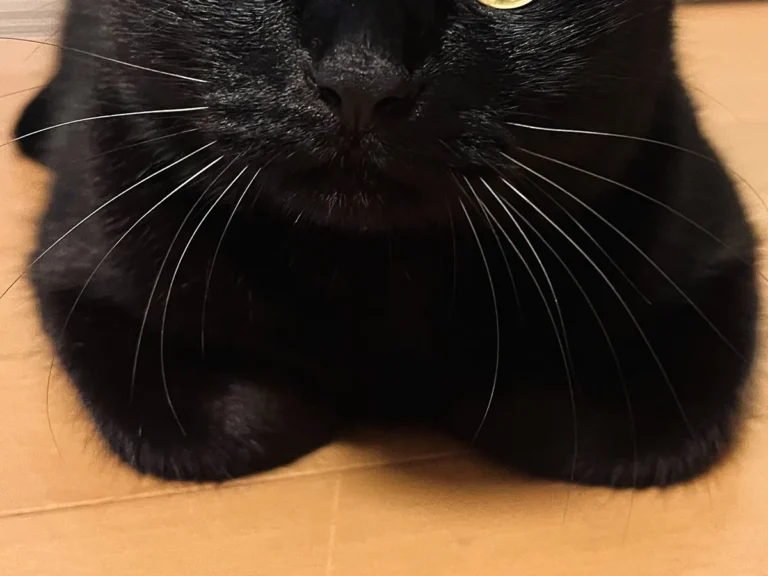 こちらを見つめる猫の写真