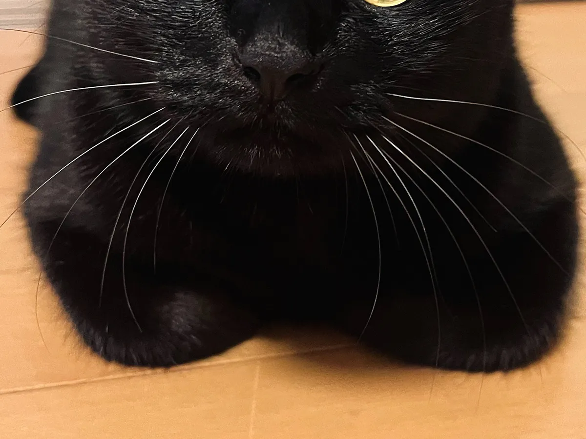 こちらを見つめる猫の写真