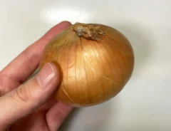 タマネギの写真（撮影：grape編集部）