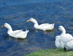 アヒル（ピクスタ）