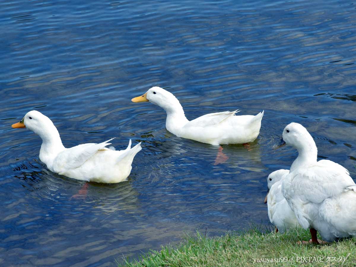 アヒル（ピクスタ）